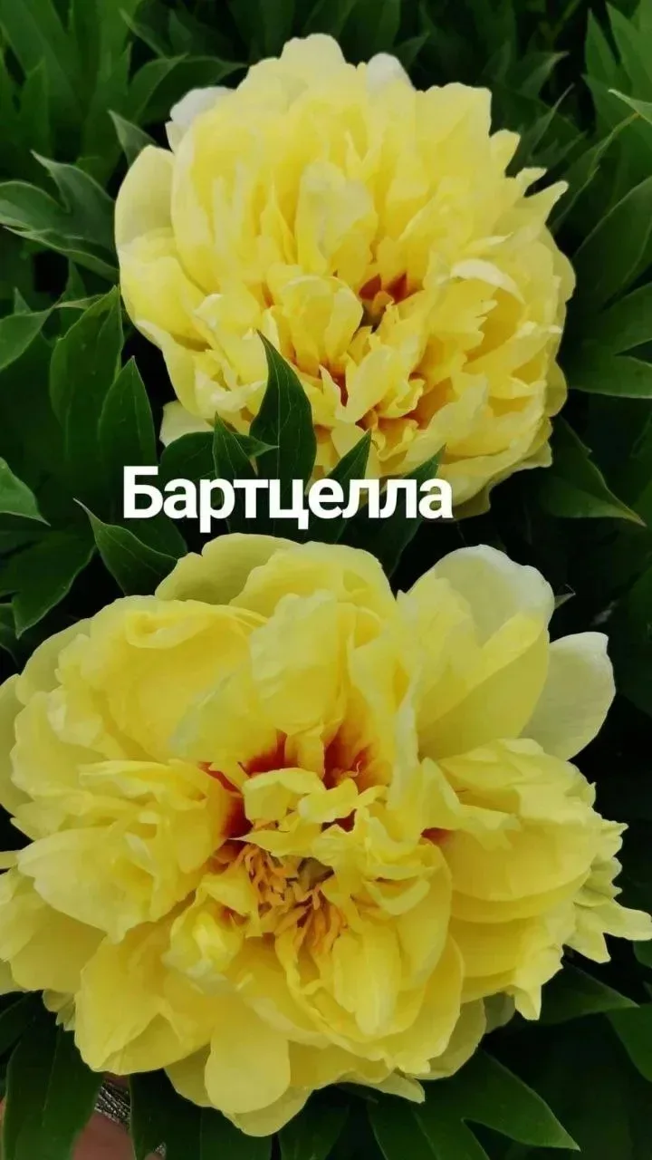 На осень 2026.
Если  хотите этот сорт, то пишите под этим же постом⬇️
🌸🌸🌸
Пион Бартзелла — резуль
