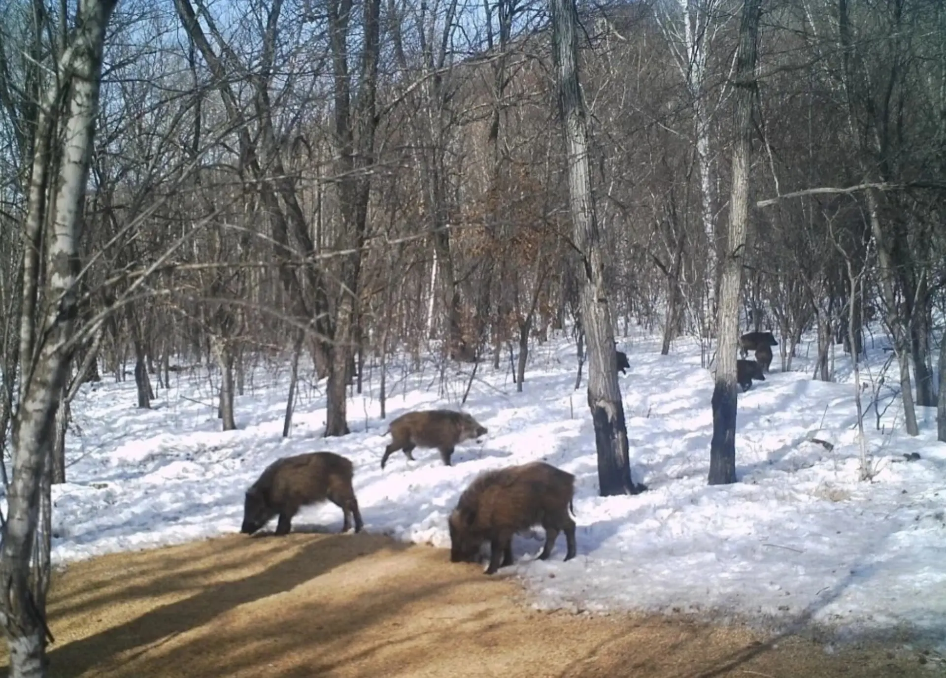 🐗Кабан восстанавливается после африканской чумы в Приморье, но охоту на него не откроют.