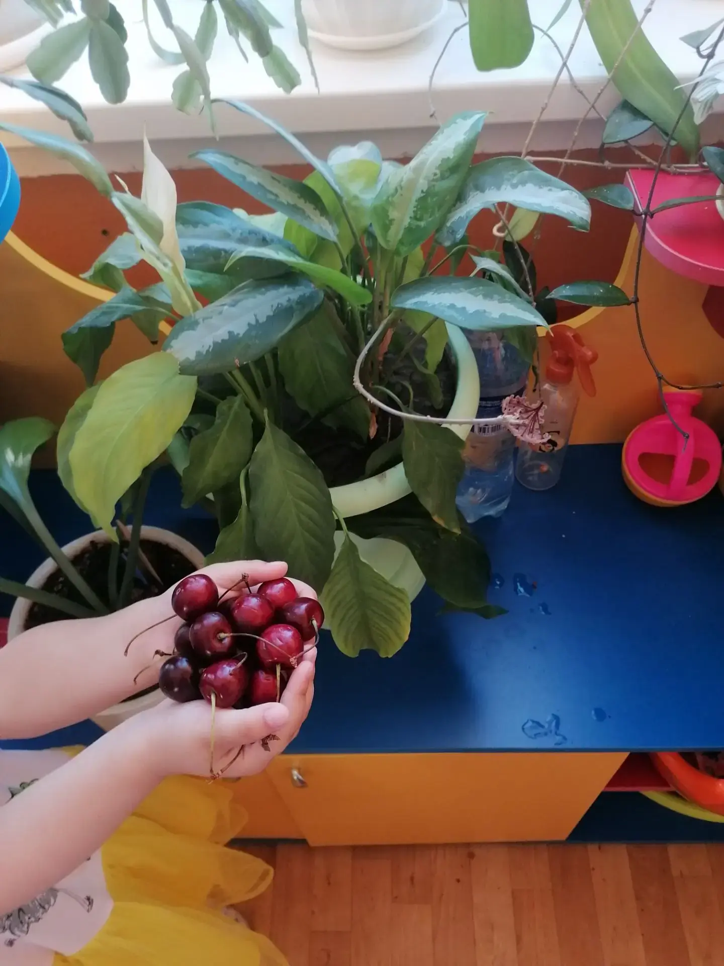 Занятие по рисованию на тему: "Черешня" 🍒 Увлекает детей с первых секунд рабочего процесса, ведь со