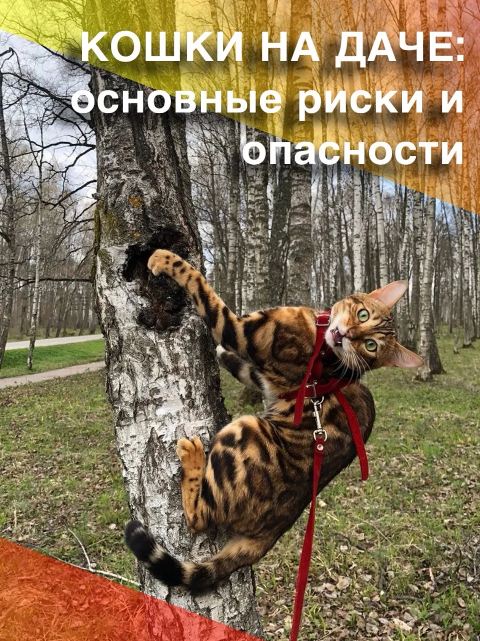 Многие владельцы считают, что дача – идеальное место для выгула кошек: простор, природа, возможность