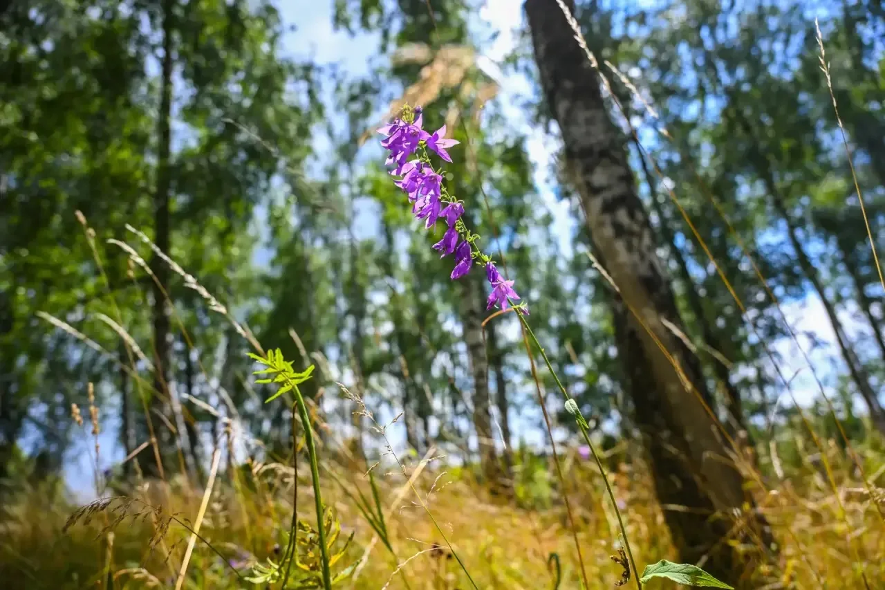 ☀️Потепление придет в Курскую область уже завтра

31 июля в регионе ожидается переменная облачность,