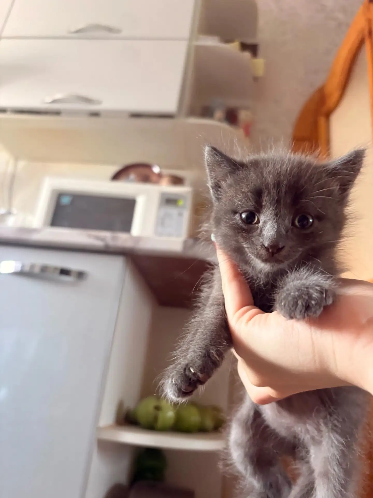 Отдам котят от кошки-мышеловки, возраст 2 месяца, кушают сами. Пишите в личку.