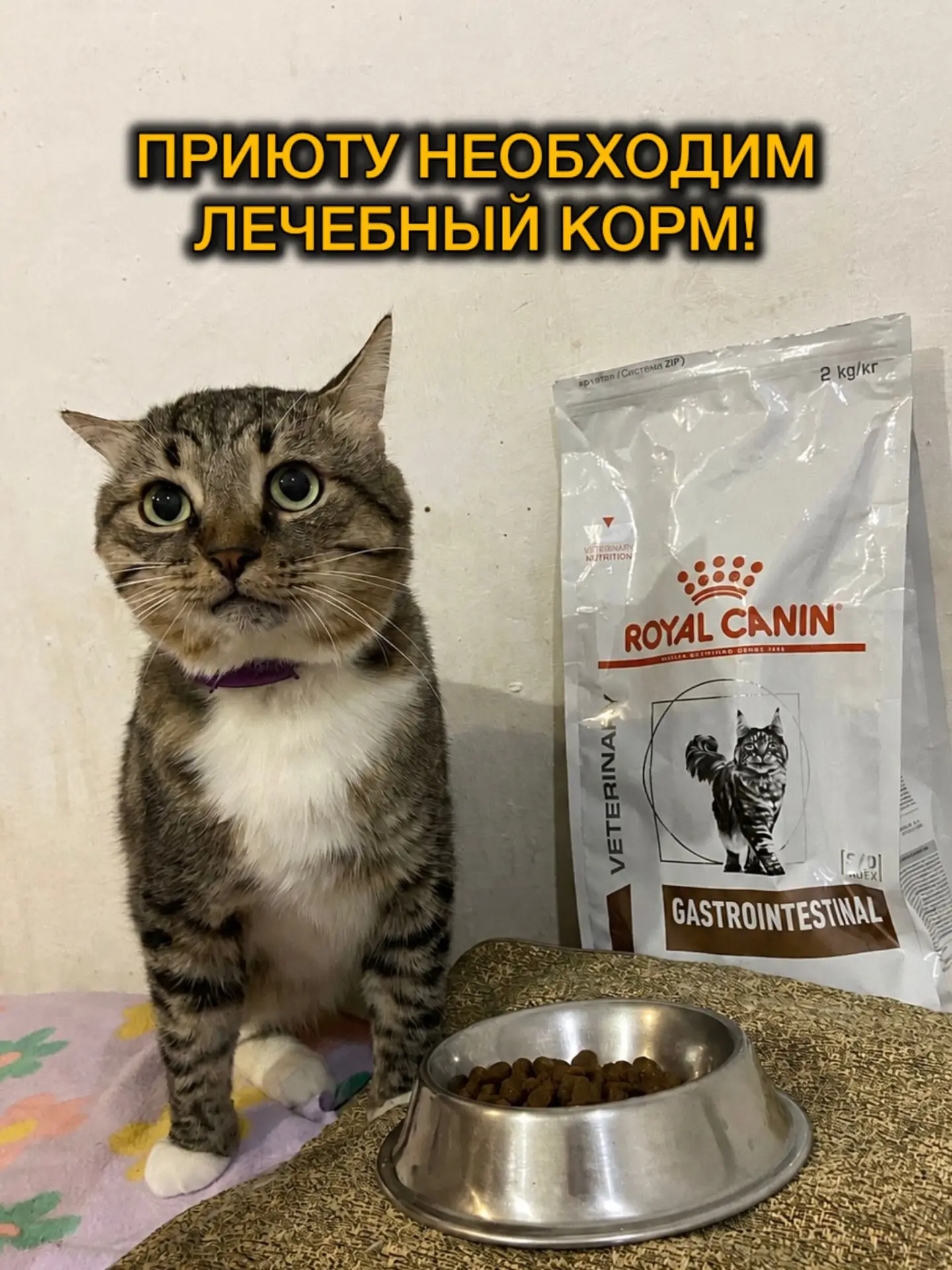 Арктик очень просит наполнить его миску 🐾