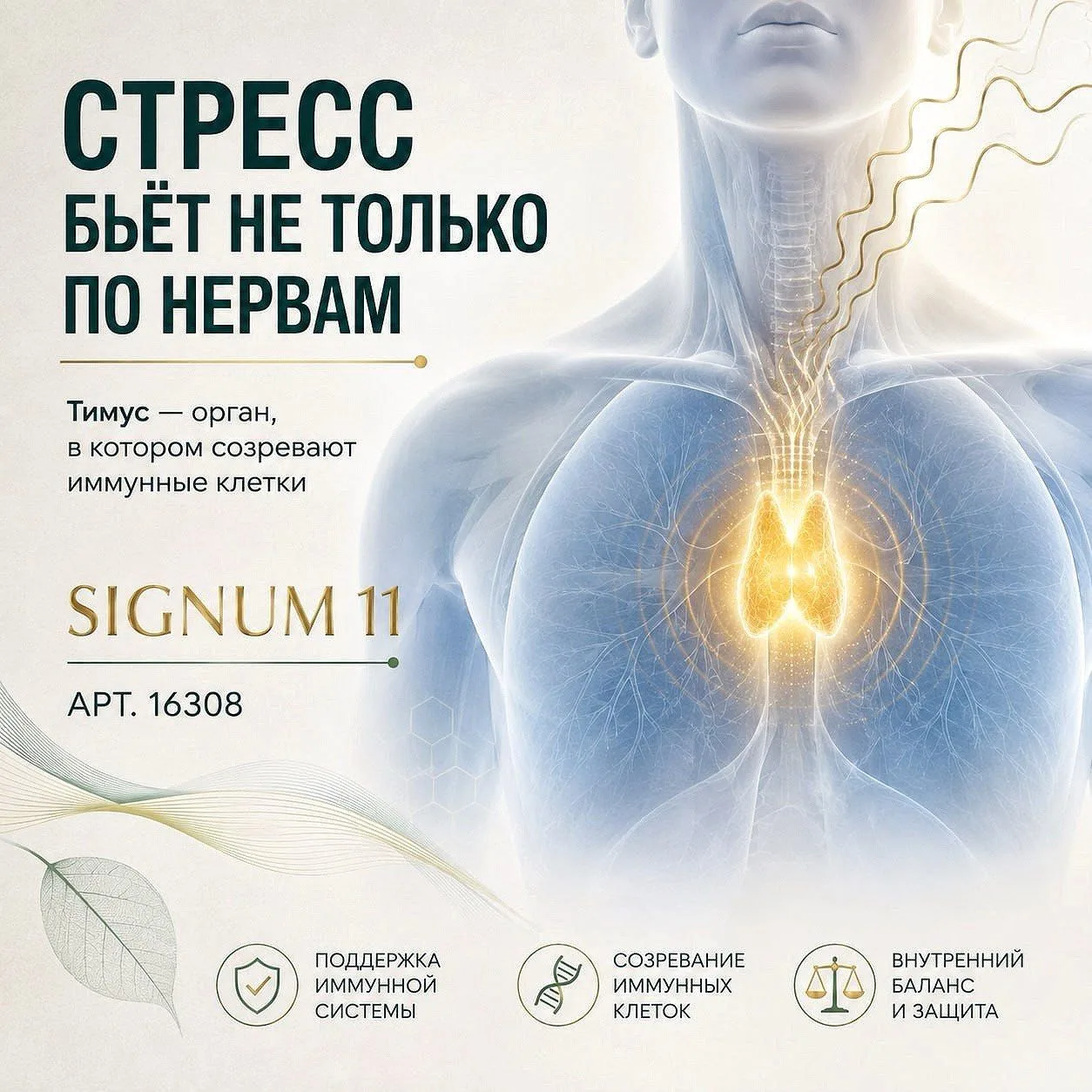 СТРЕСС МОЖЕТ БУКВАЛЬНО УМЕНЬШАТЬ ТИМУС 🧠✅