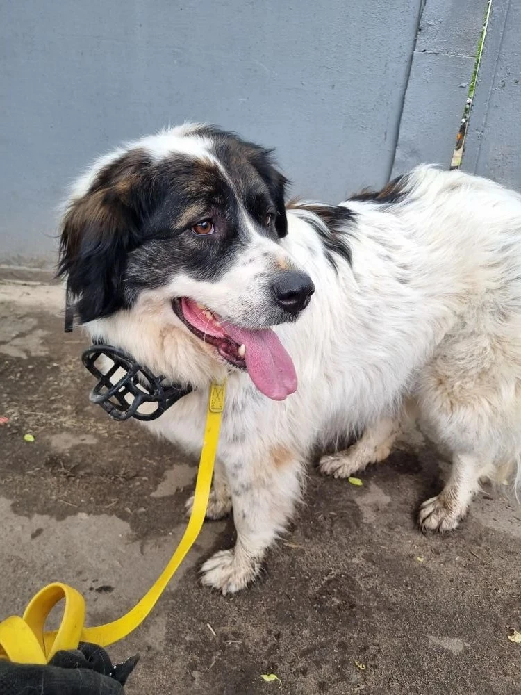 Выбираем имя для новой подопечной 🐾