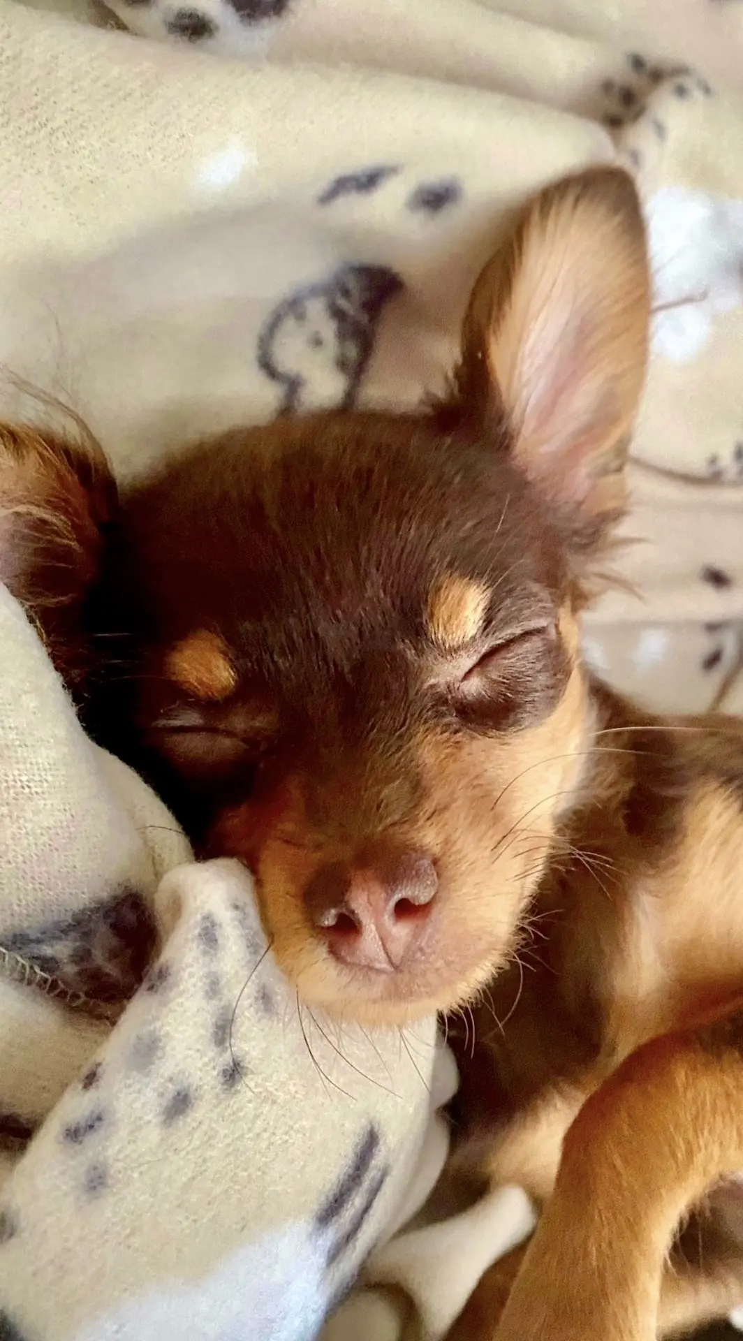 🐾😘😇