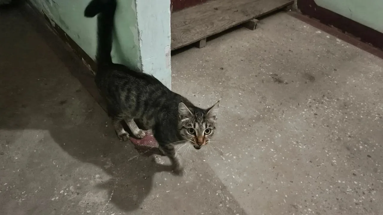 Во 2 подъезде 205 дома чья кошечка на самовыгуле? Уличной не выглядит, но мелкая такая....
