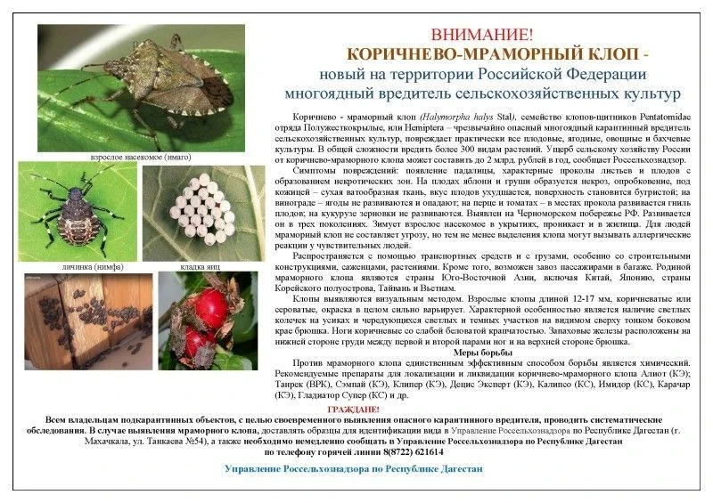 Рекомендации по борьбе с Мраморным клопом (лат. Halyomorpha halys)