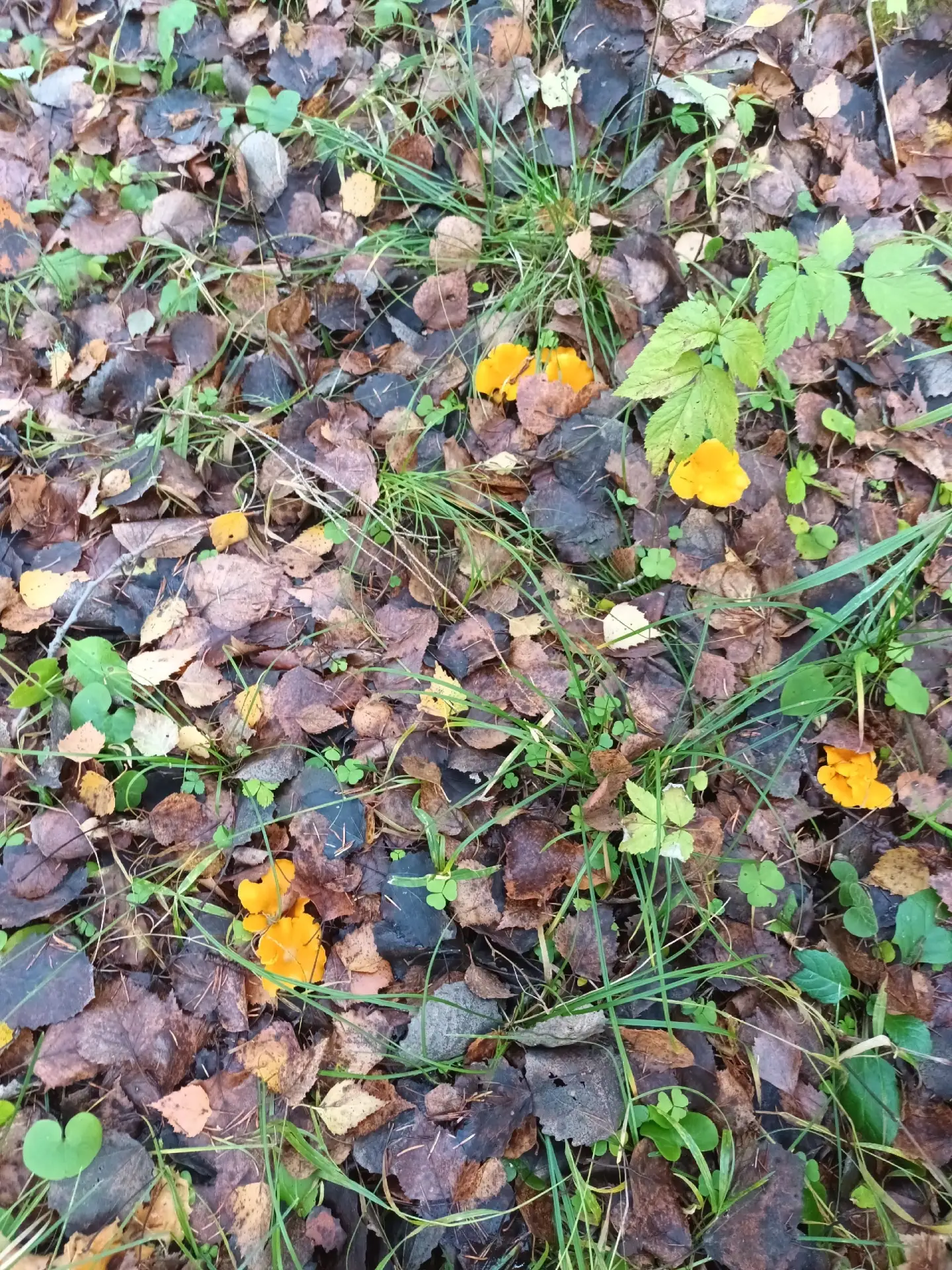 Сезон еще не закрыт 🍄 Нытва