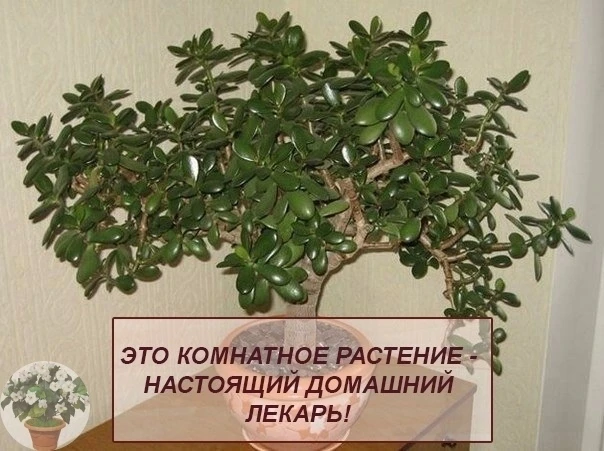 ЭТО КОΜΗАТΗОΕ РАСТΕΗИΕ - ΗАСТОЯЩИЙ ДОΜАШΗИЙ ЛΕКАРЬ!