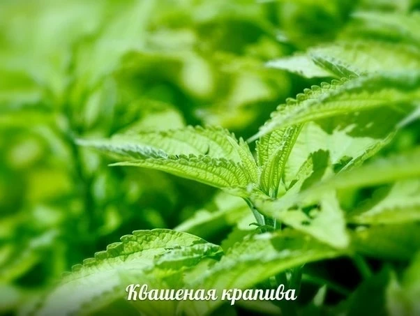 🌱 КВАШЕНАЯ КРАПИВА — БЮДЖЕТ 0 РУБ!