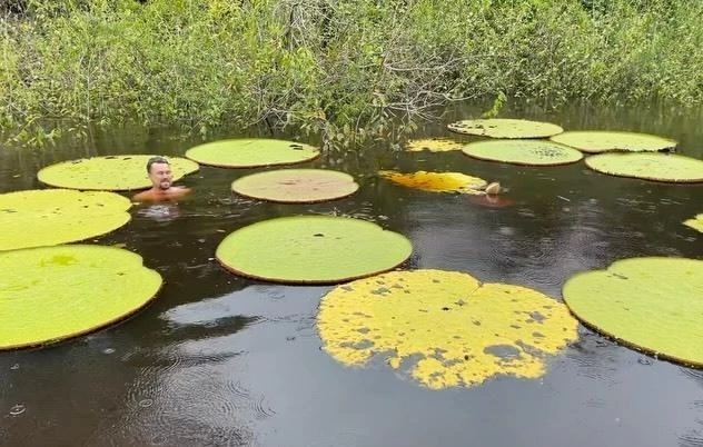 Новый вид гигантских кувшинок открыли ученые благодаря фотографии из соцсетей