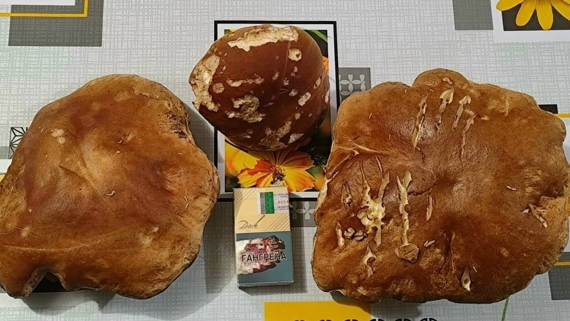 И такие здоровяки растут в наших лесах.