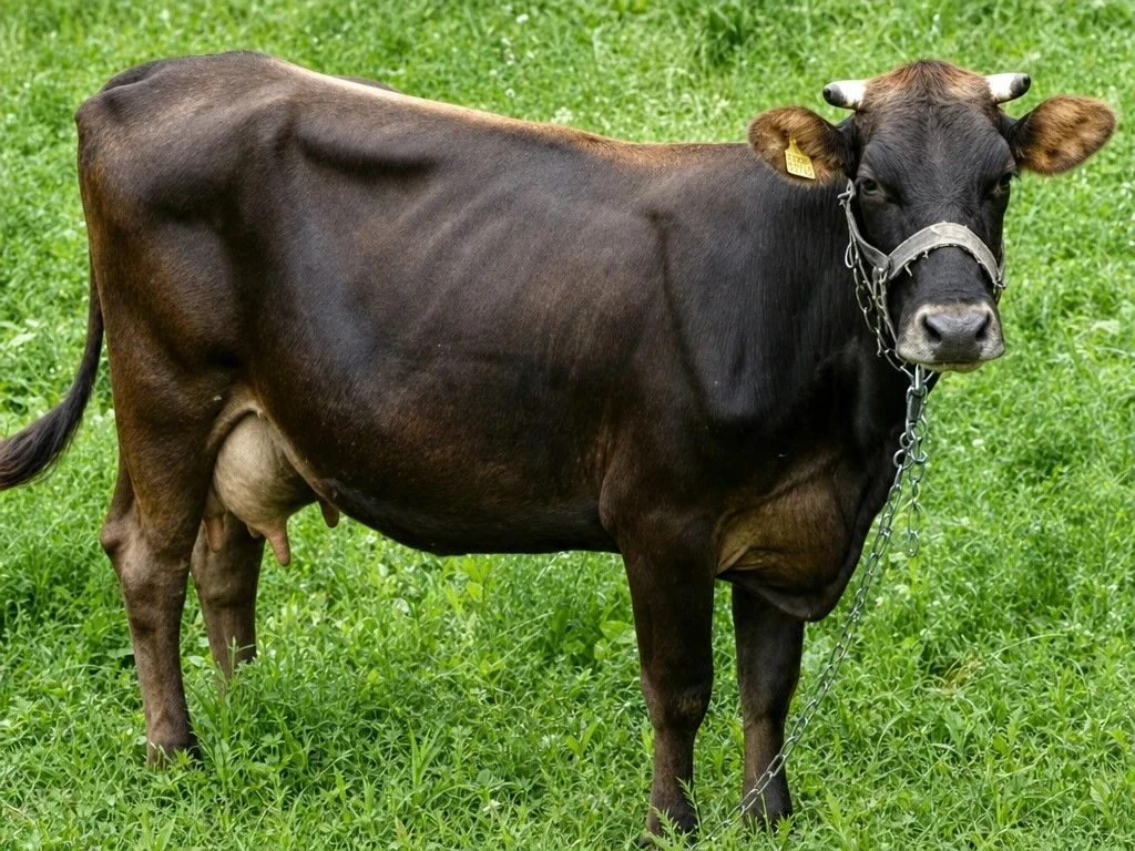 🐂 Биотехнологи Федерального аграрного научного центра Республики Дагестан разработали ...