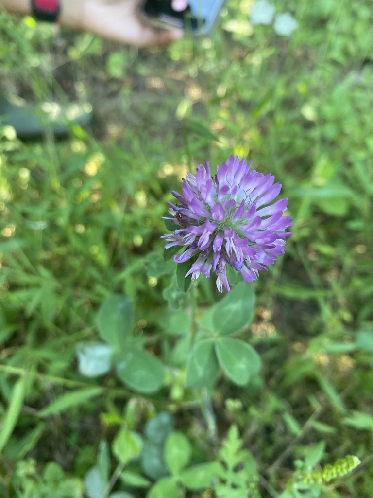 🌿 16-е октября