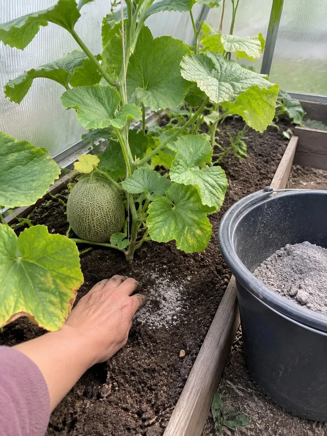 ДЫНИ СТОЯЛИ БОДРЫМИ — А ПОСЛЕ ХОЛОДНОГО ДОЖДЯ ЛИСТЬЯ ОПУСТИЛИСЬ. Я БОЛЬШЕ НЕ ЛЕЗУ СРАЗУ...