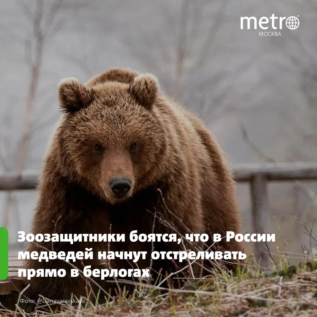 🐻 Убивать в берлоге: как медведи-людоеды рассорили охотоведов и зоозащитников