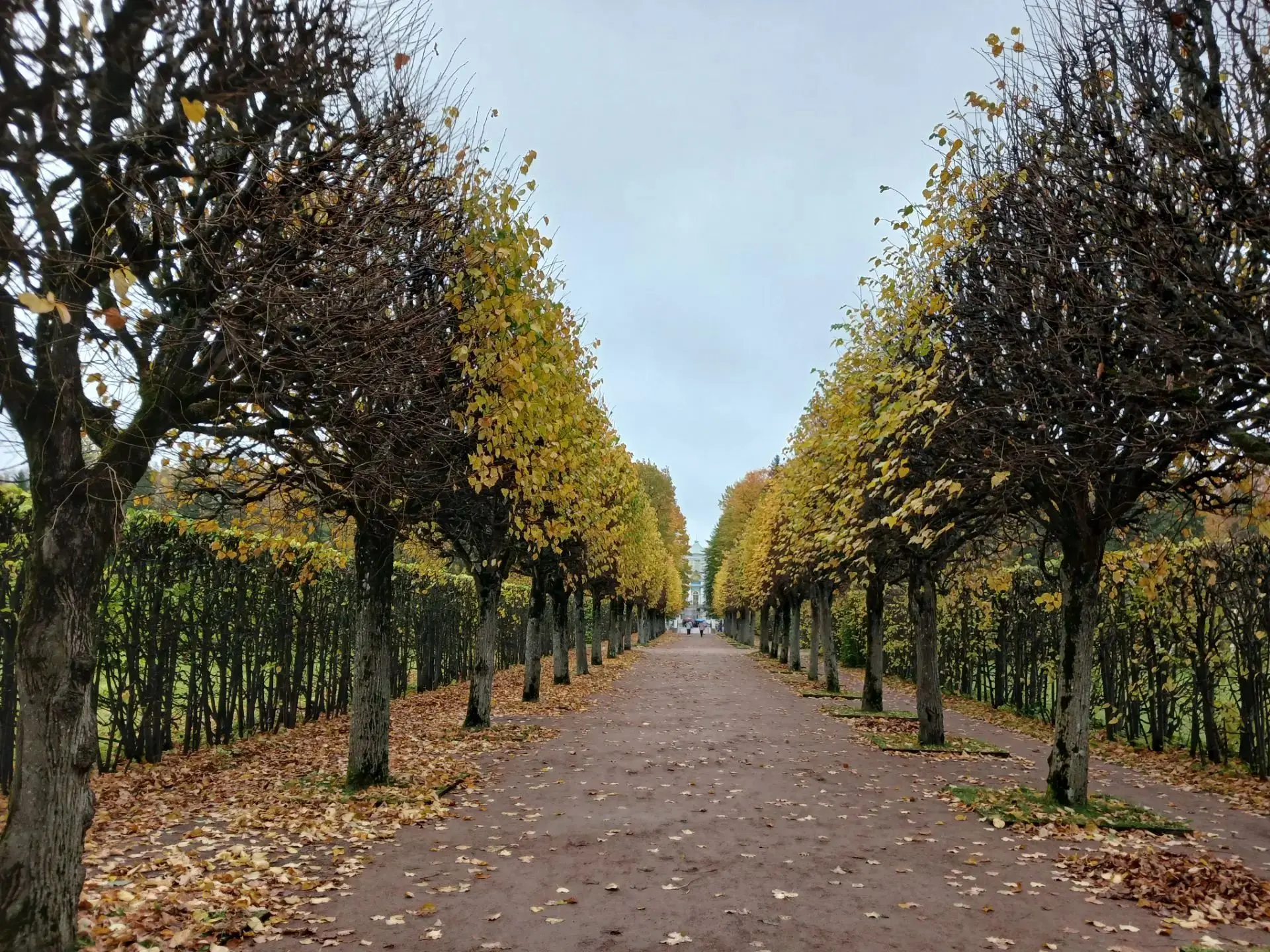 Немного осени петербургской...🍂🍁🍂🍁🍂🍁🍂🍁🍂🍁🍂🍁