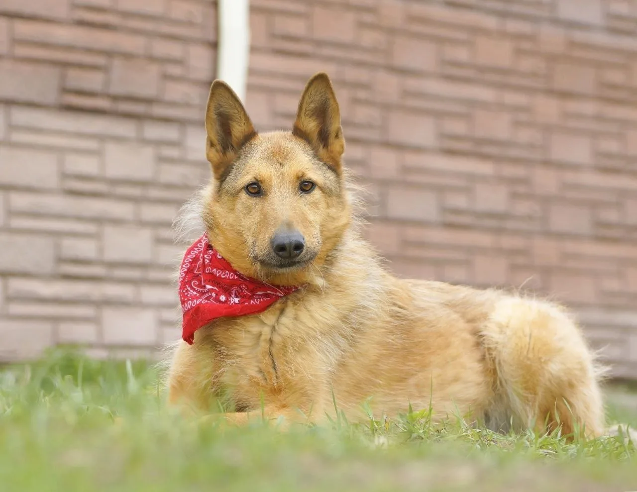 Ищет дом прекрасная Лиса! 🐕🏡🐾