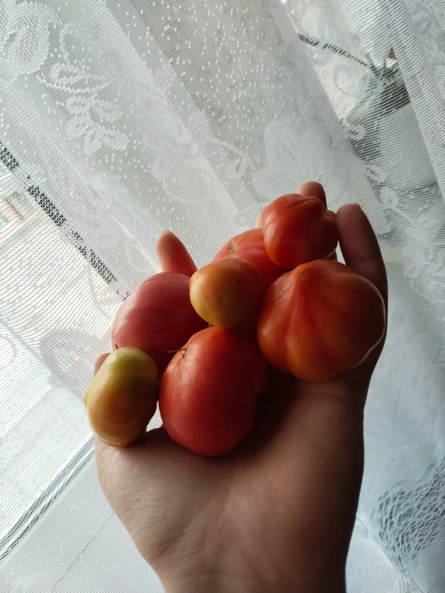 Последние дозревают на окошке 😌