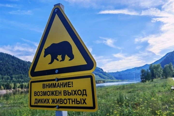 🐻 Медведи выходят к людям в Хакасии