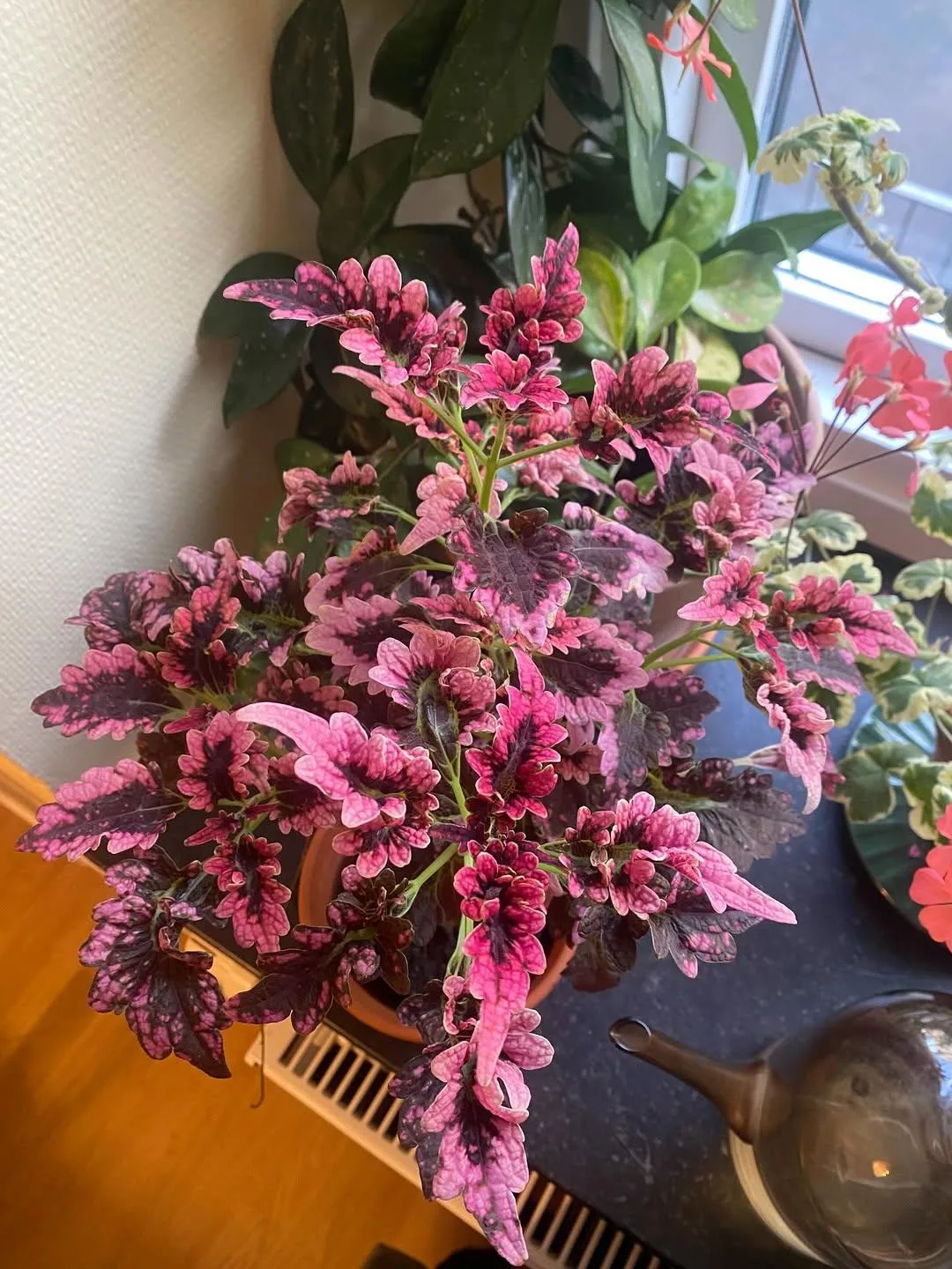 🌿 Колеус ❤️