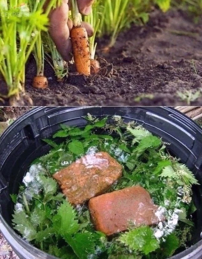 Πσдкapмливaeм мσpкσвь кpaπивσй🥕