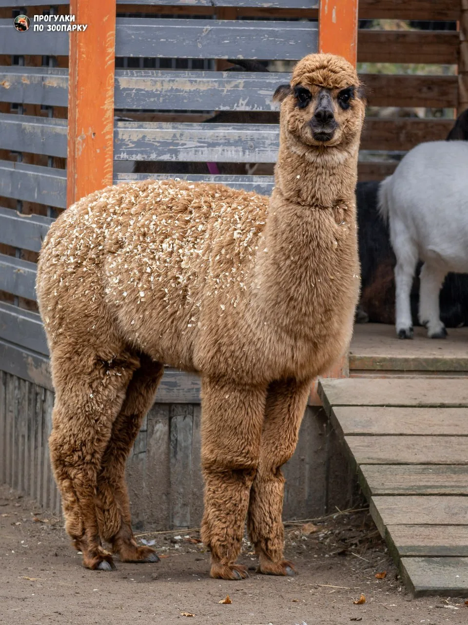 Изаура🦙
