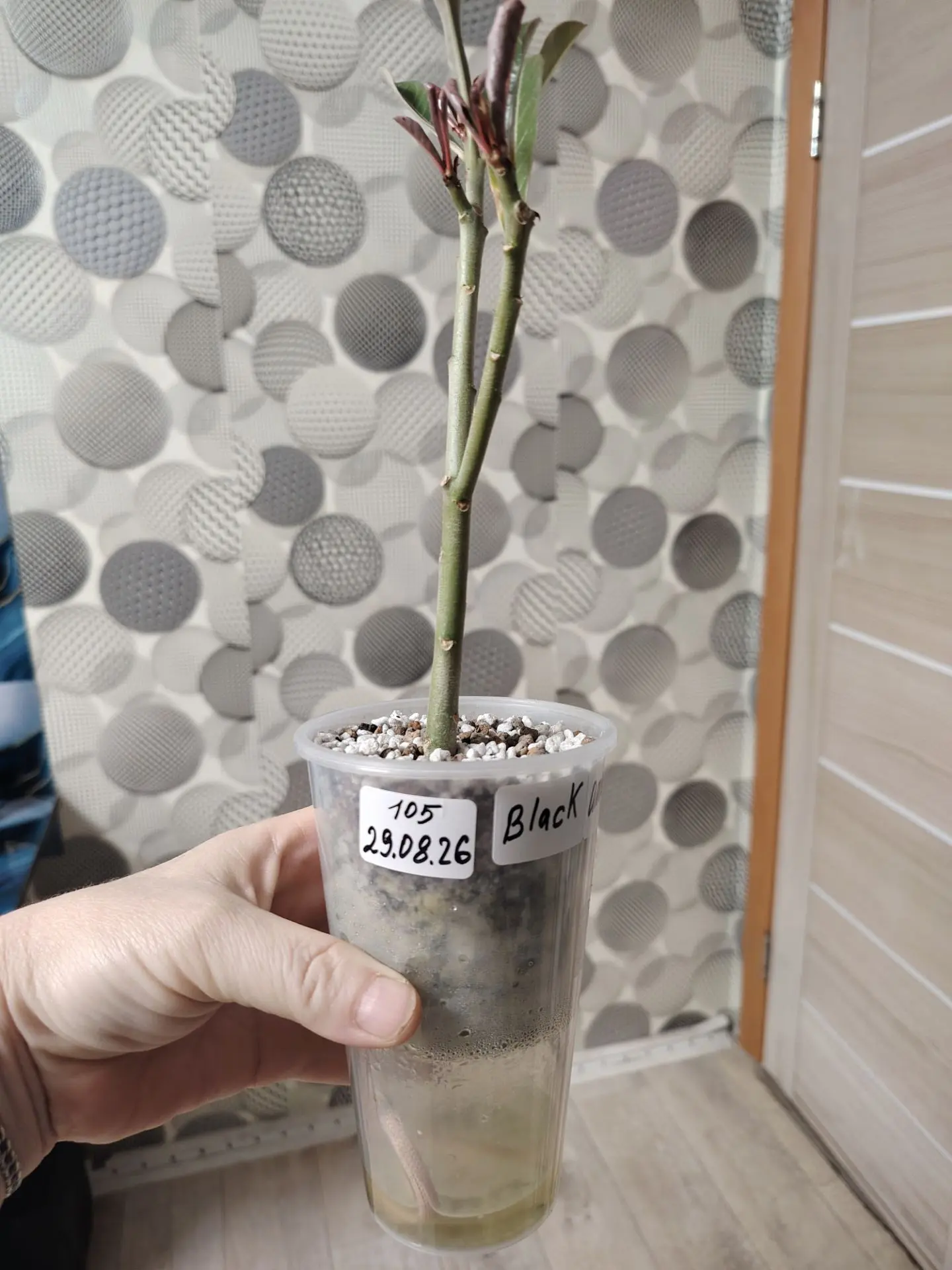 Целый день не заходила к своим подопечным, только утром😁. Сейчас перед сном зашла , вз...