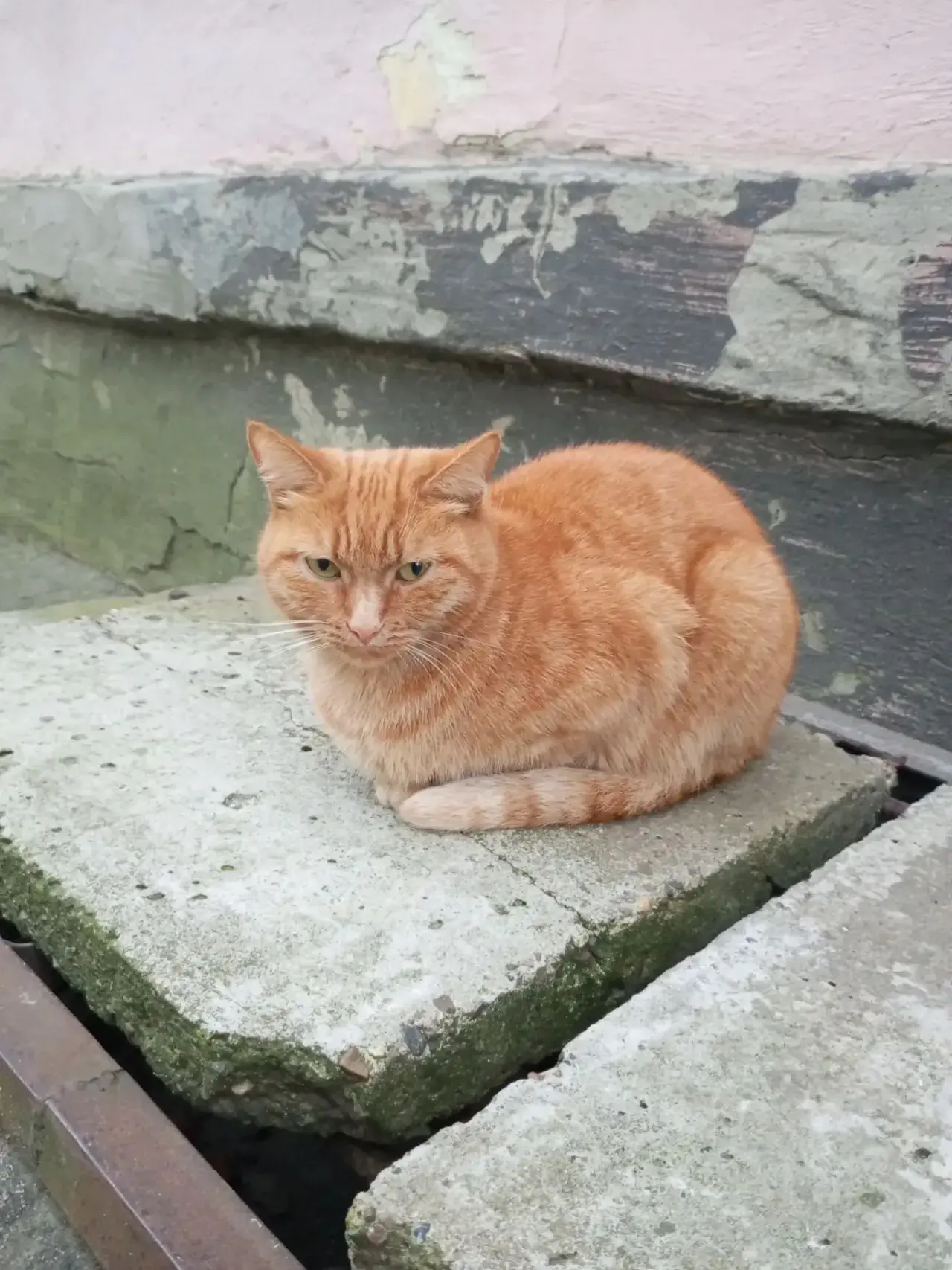 🐾 Здравствуйте, чья кошка? Ищем хозяина, накормить нечем, Куйбышева 149