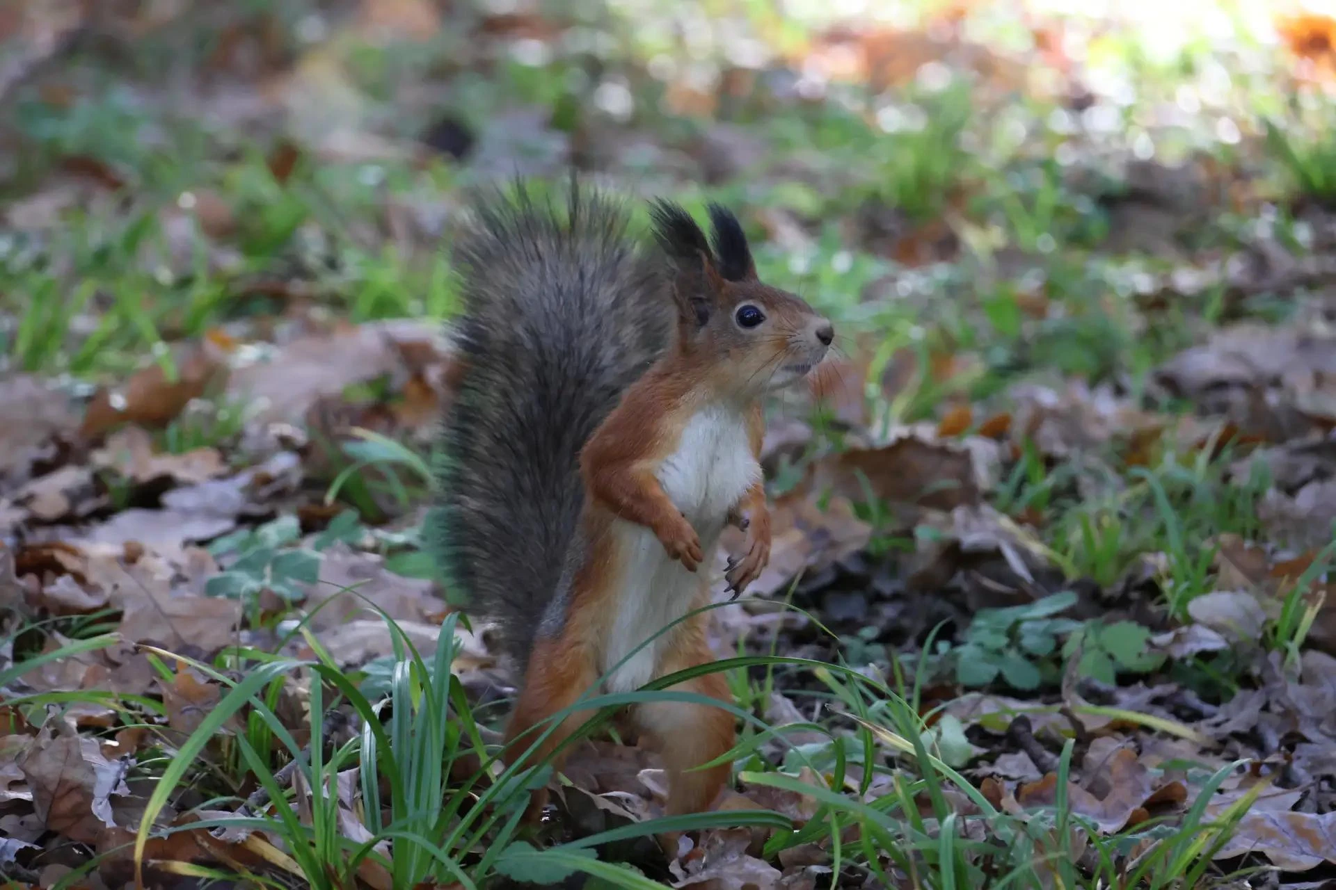 Просто захотелось, чтобы вы улыбнулись 🐿️