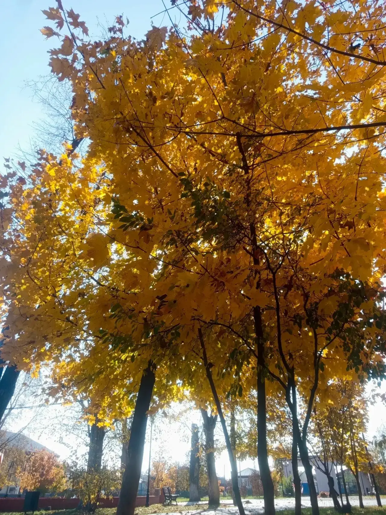 Золотая осень 🍂