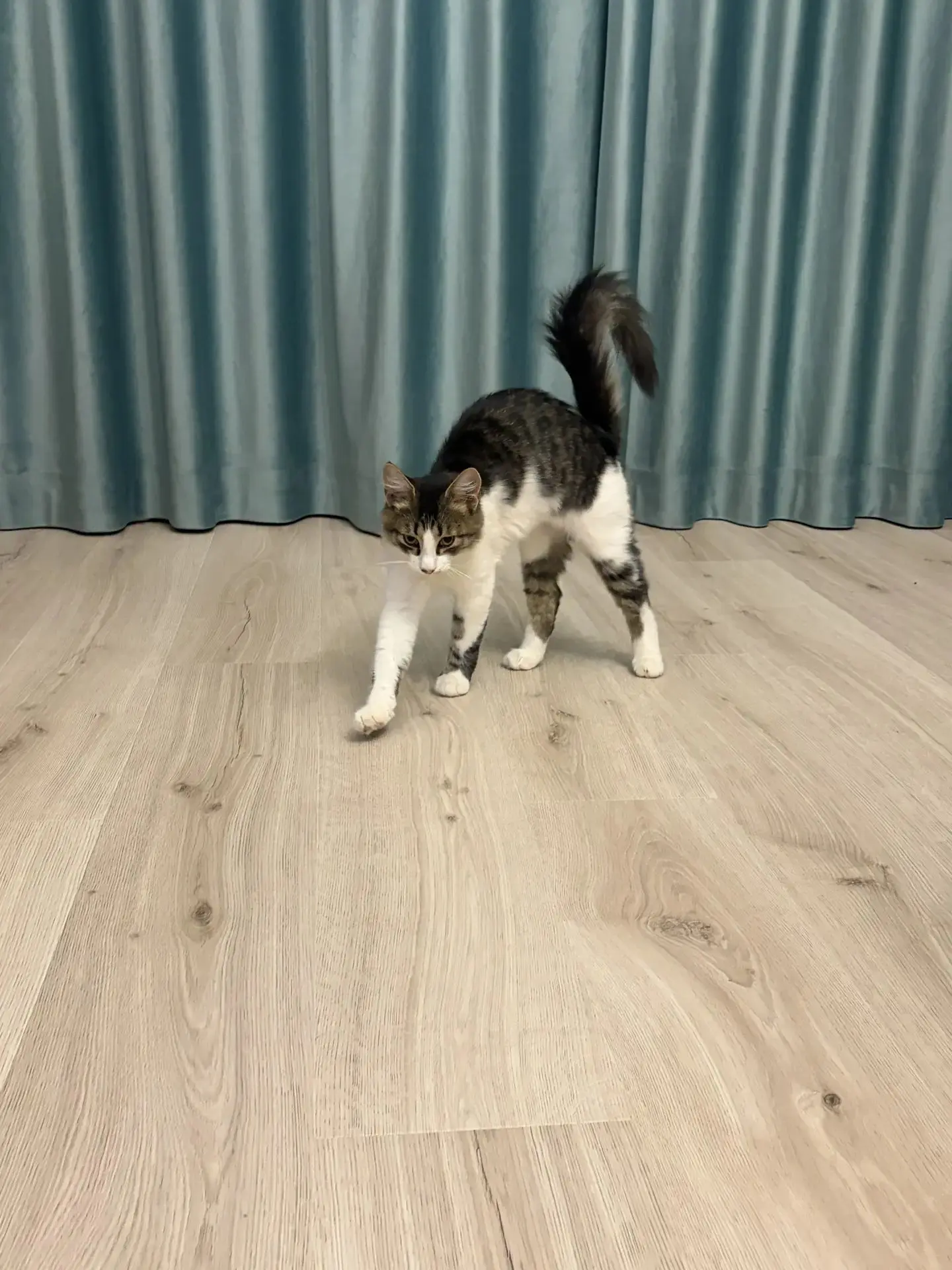 SOS! Пропал кот!