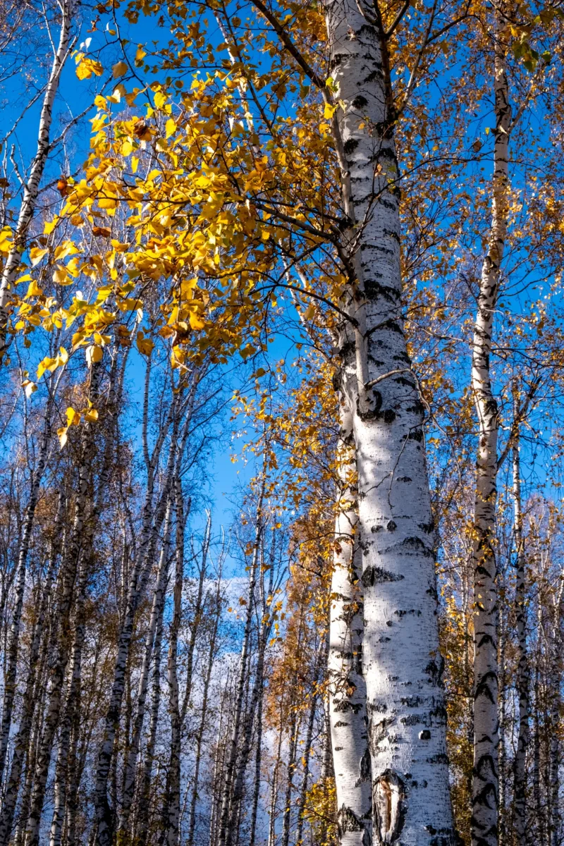 🍂 Золото над головой
