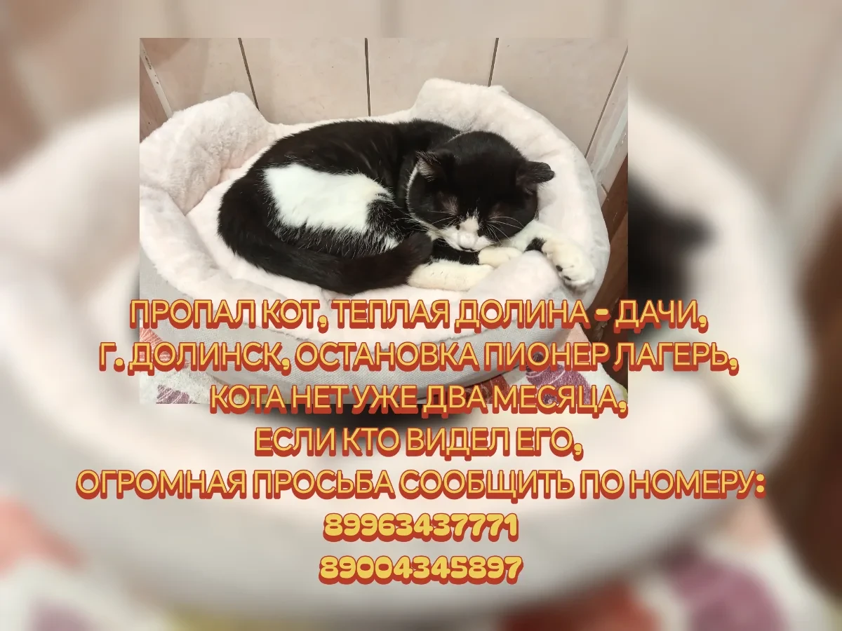 Пропал кот