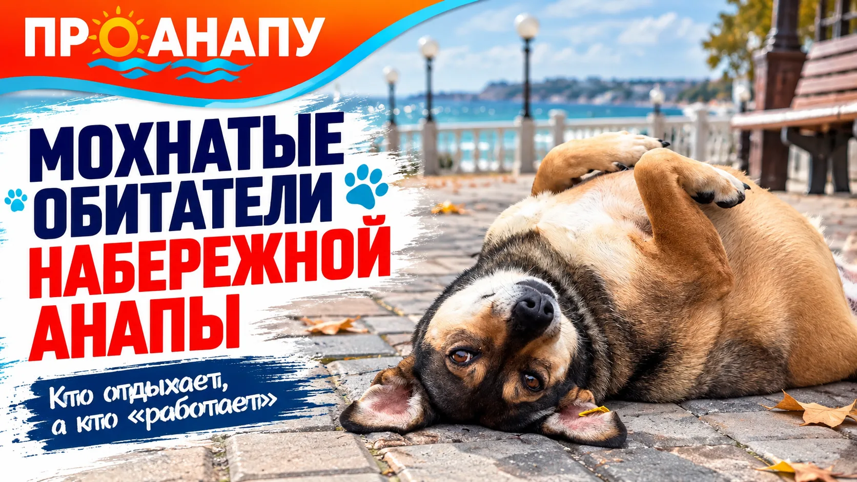 Мохнатые обитатели набережной Анапы: кто отдыхает, а кто «работает»