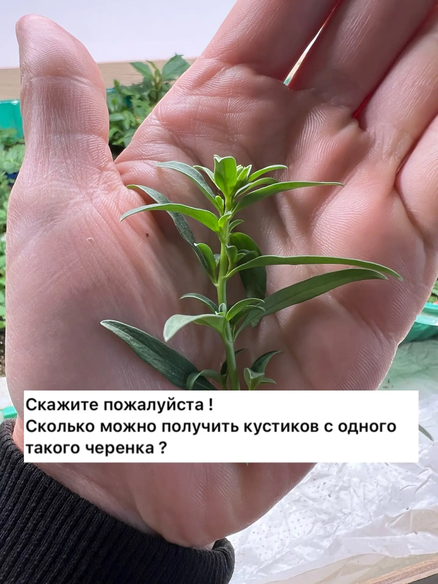 Сколько кустиков можно получить с одного черенка?🌱