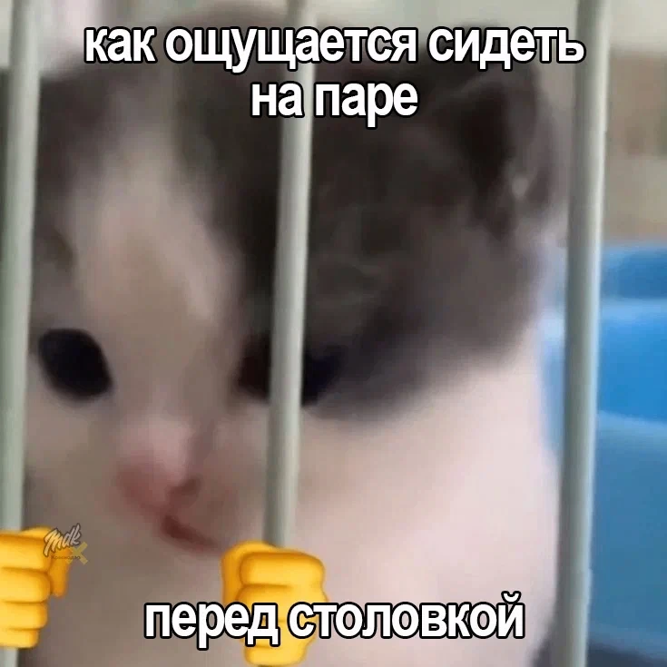 Выпусти, начальник