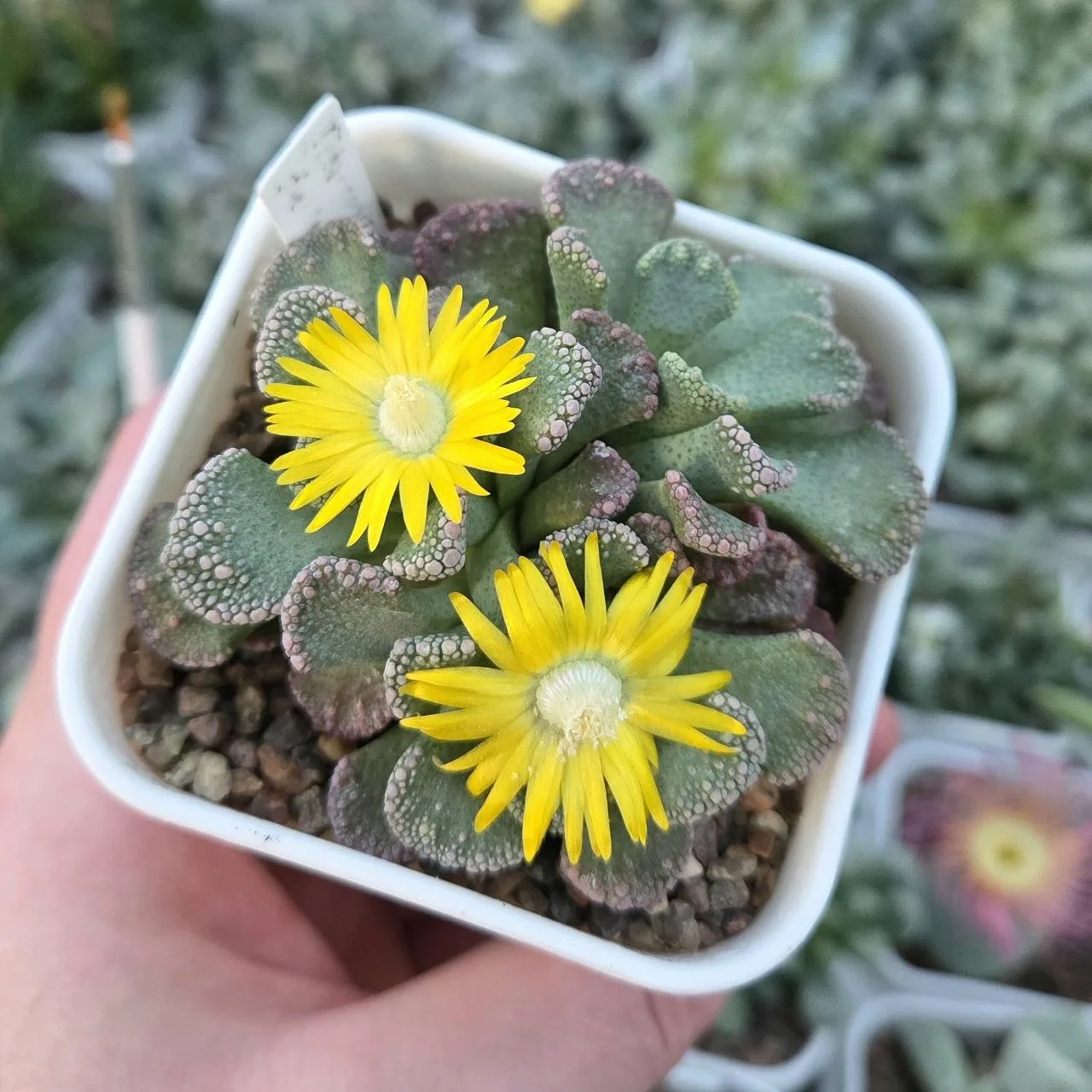 Цветут Titanopsis fulleri и Titanopsis calcarea. Эти товарищи всегда цветут осенью 😘