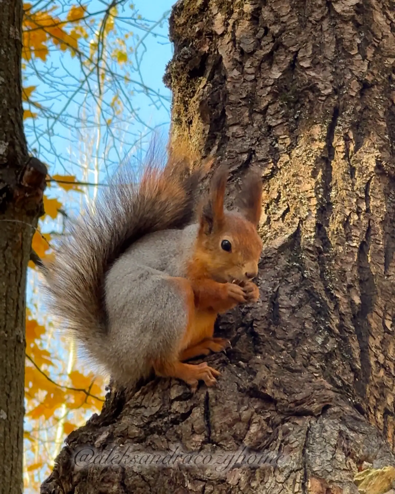 Фото моего дня🍂🍁🐿️🌰