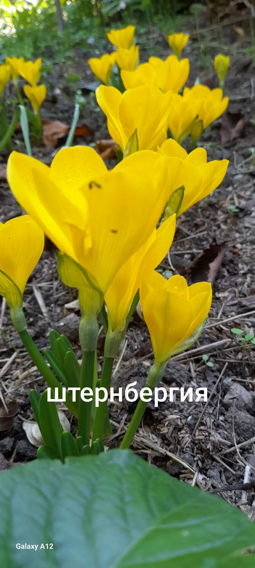 Скорость развития от посадки ло цветения феноменальная  .