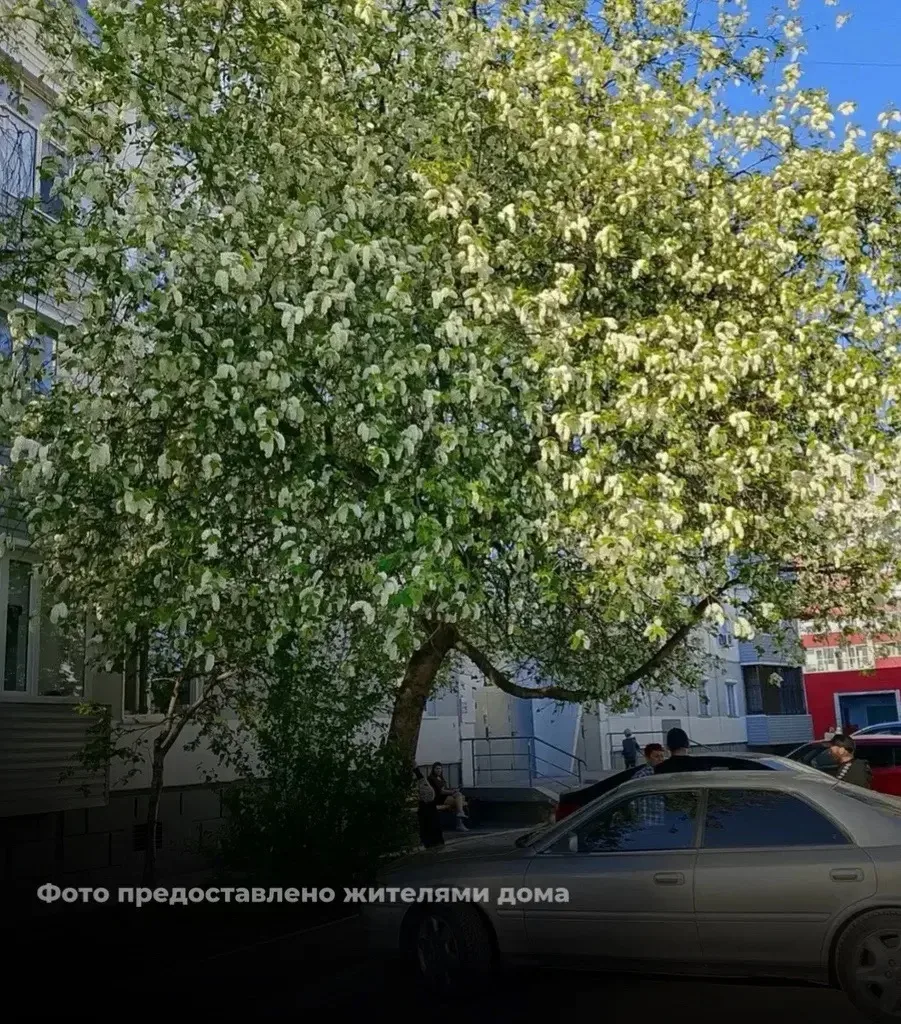 В Сургуте спилили большую черёмуху во дворе дома №28 на проспекте Мира 🌳