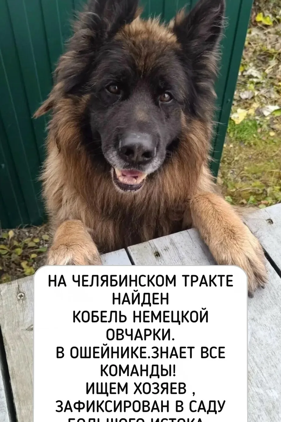 ‼️ Бегал по трассе, пожалуйста, помогите найти хозяев🙏. Этот пёс очень умный и отлично...