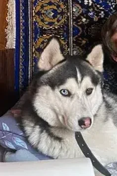 Добрый день! Помогите найти хаски, сбежал вчера вечером в районе сухой балки. Очень доб...