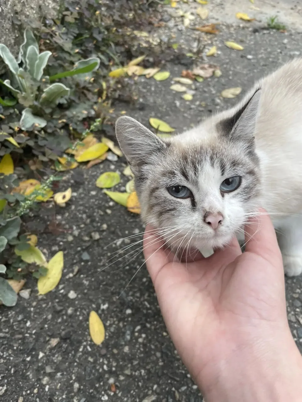 Чья кошечка на въезде Урицкого со стороны Халтурина?