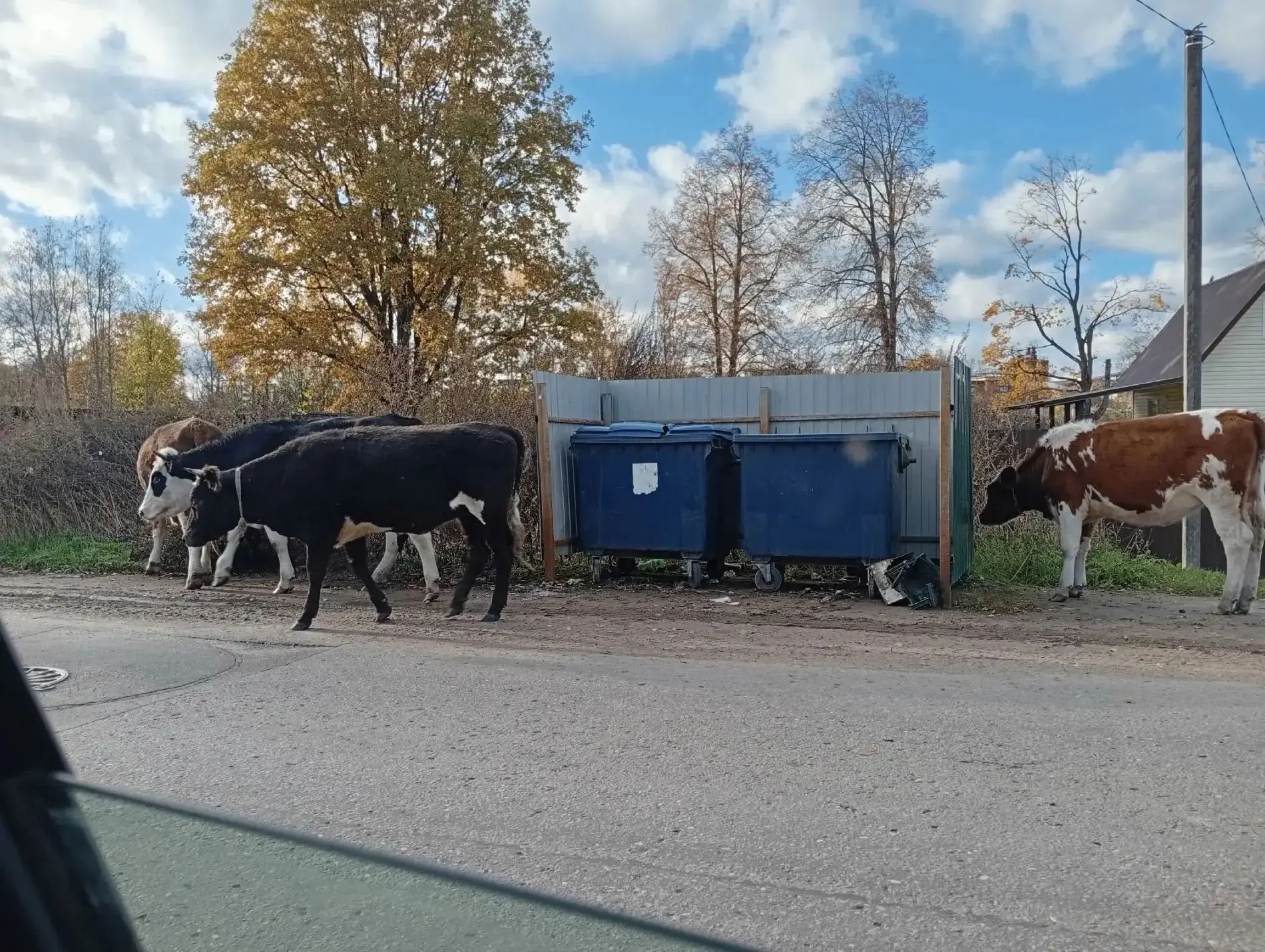 🐄 Жители Тверской области предлагают разобрать по домам беспризорных коров
