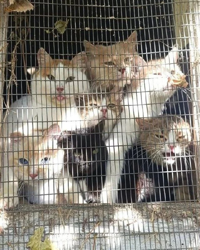 💔 Под Казанью почти 80 кошек и собак остались одни после смертельного ДТП с их хозяйками