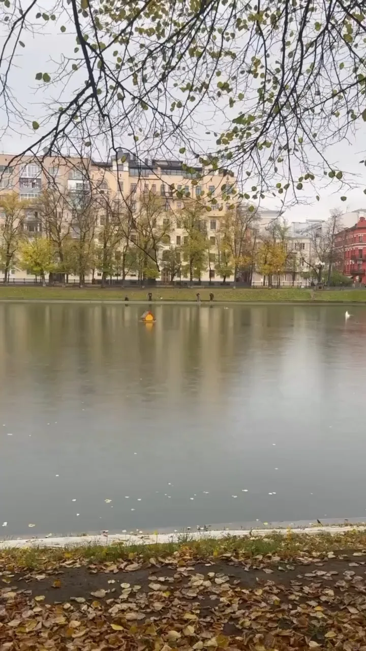 На московских прудах могут запретить рыбалку после травм лебедей!