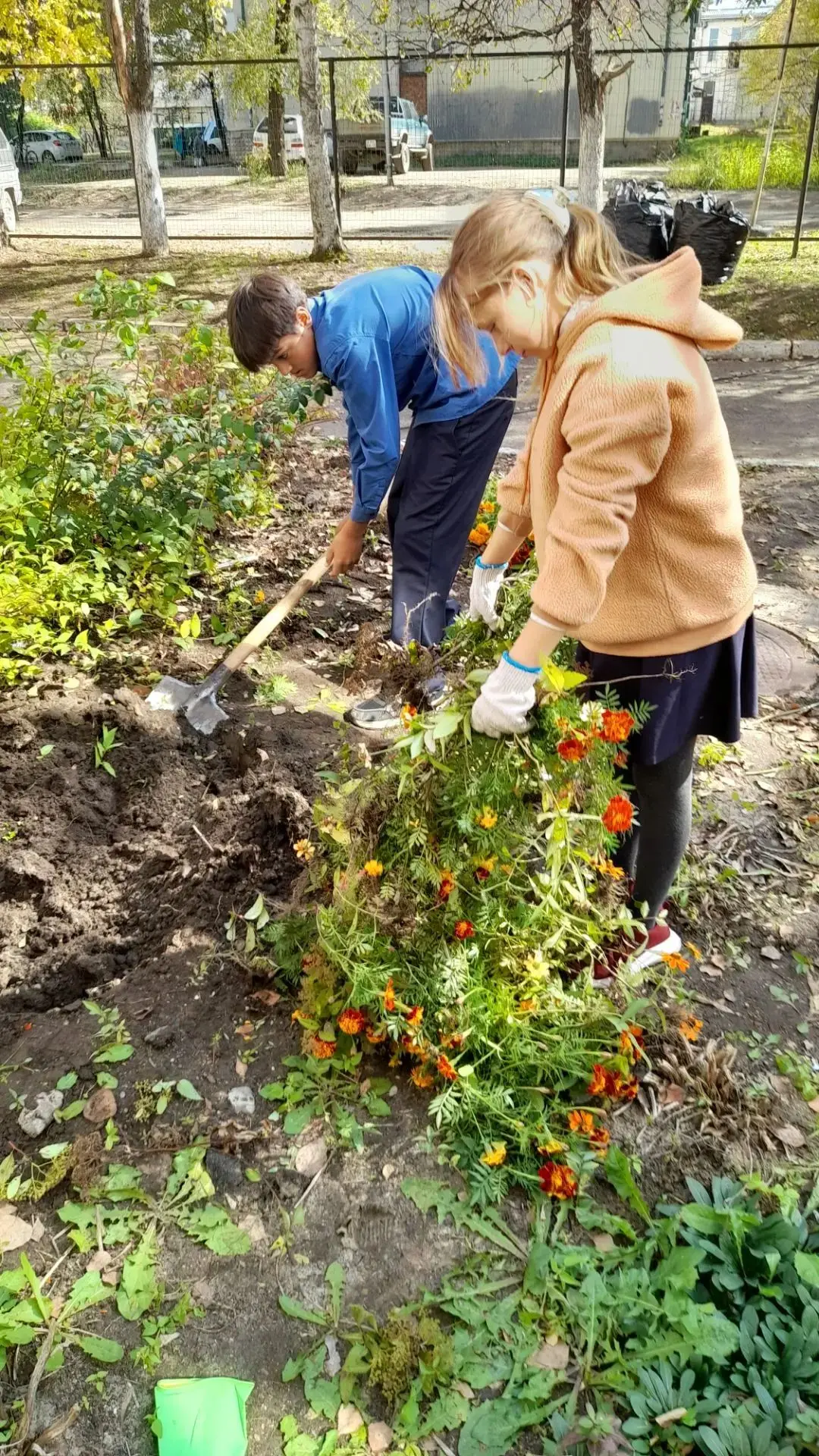 🌼 Обучающиеся 6 класса на уроке труда выполняли практичесую работу по уборке засохших ...