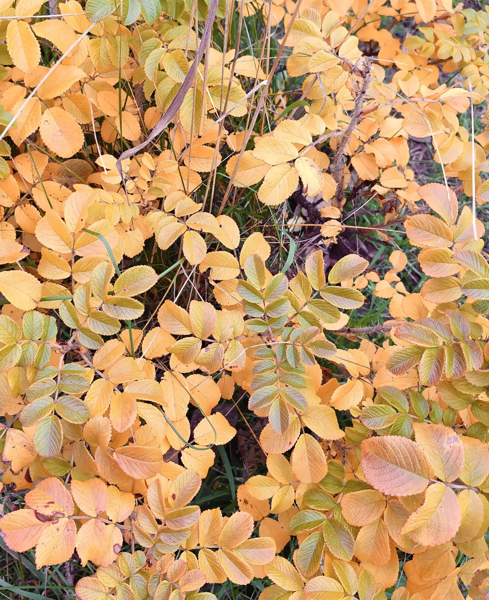 🍁 ОСЕННИЙ АНГАРСК🍁